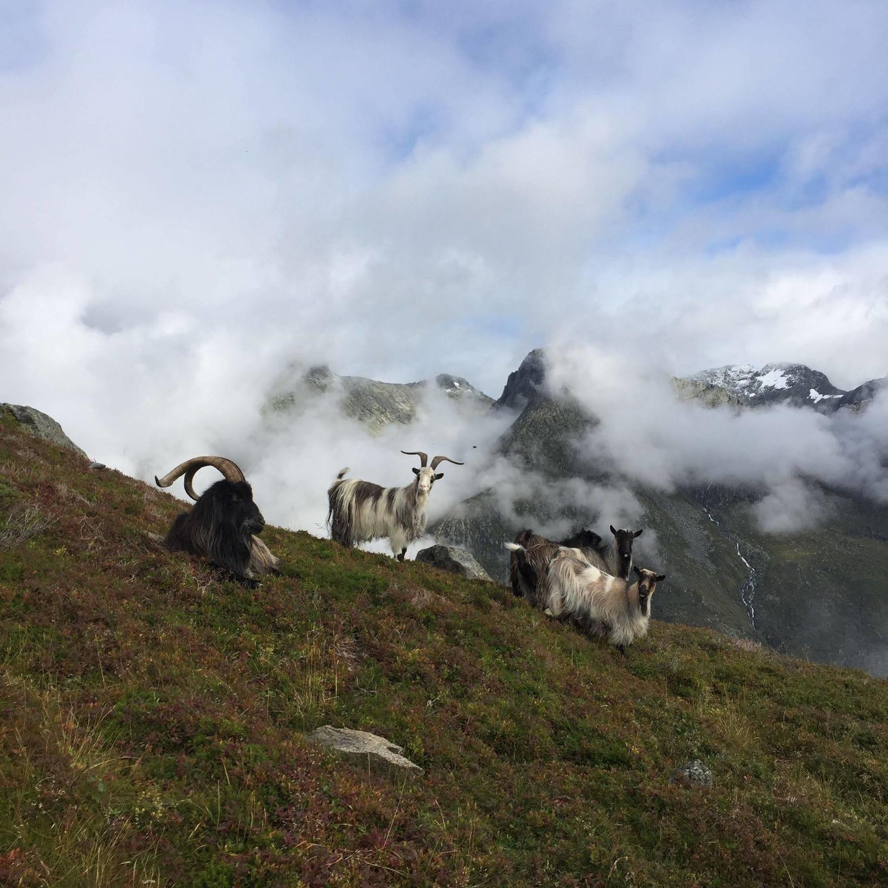 Rosendal Turisthotell Bagian luar foto